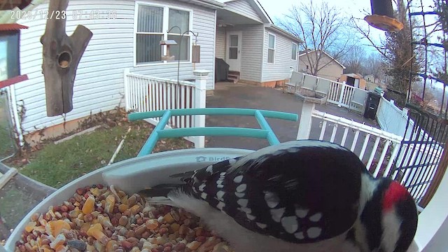 Downy Woodpecker - ML647409132