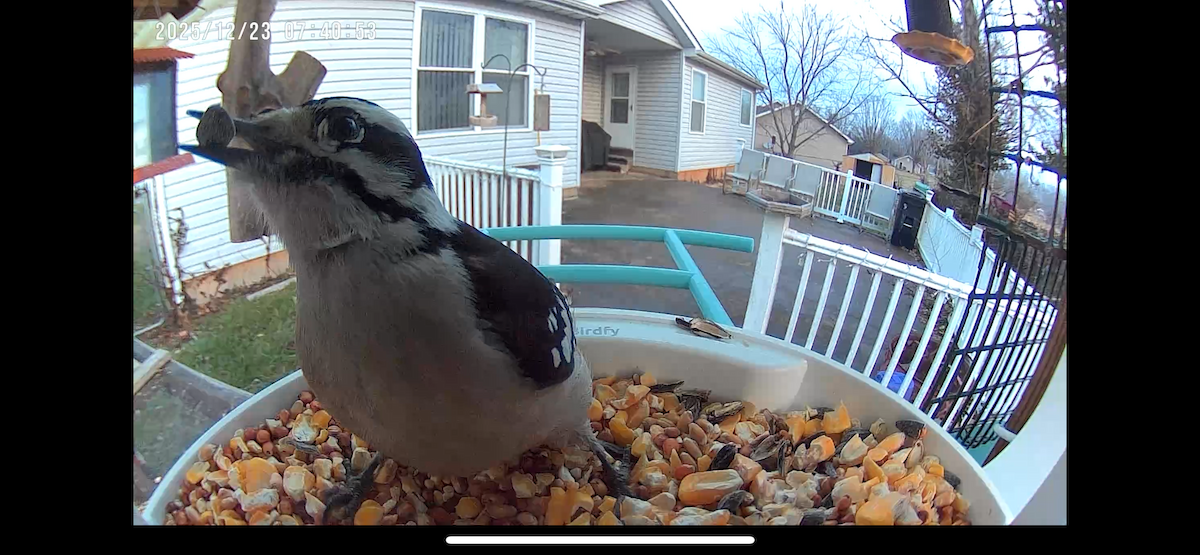 Downy Woodpecker - ML647409133