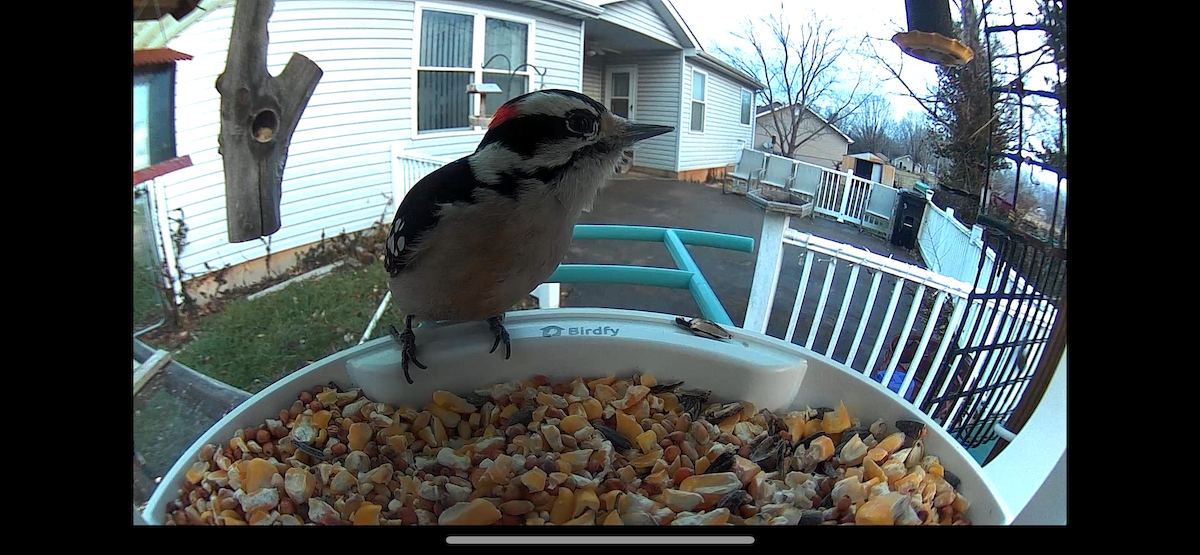 Downy Woodpecker - ML647409134
