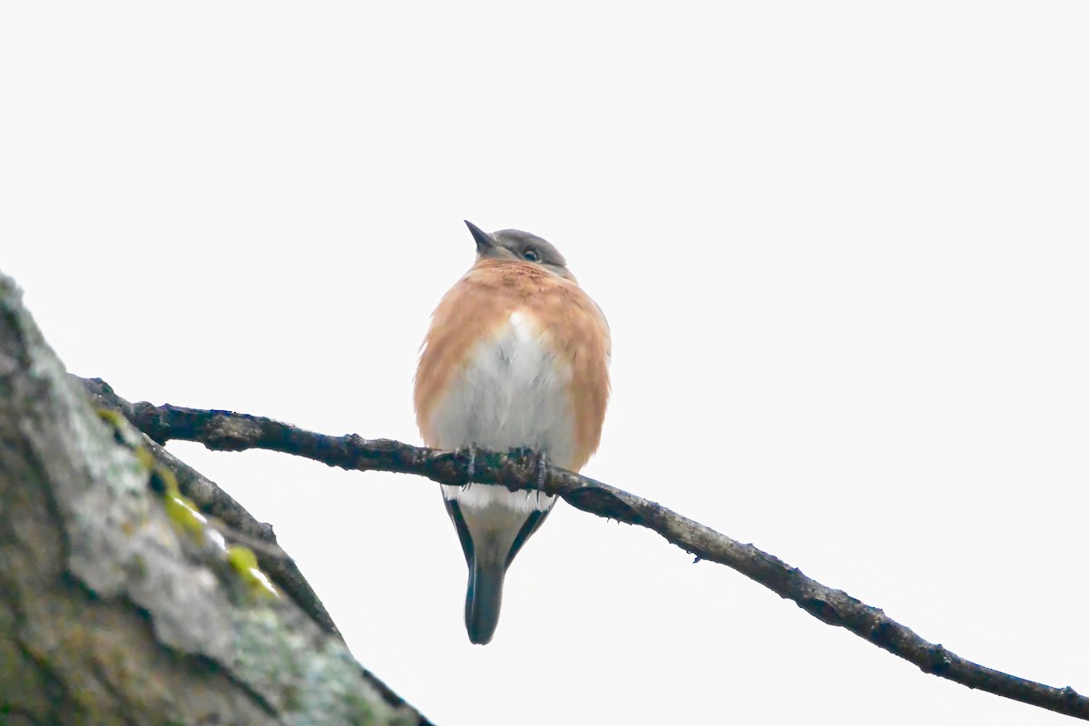 ルリツグミ - ML647409149