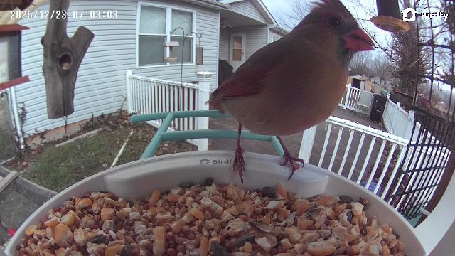 rødkardinal - ML647409156