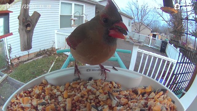 rødkardinal - ML647409157