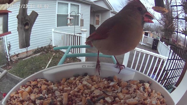 rødkardinal - ML647409158