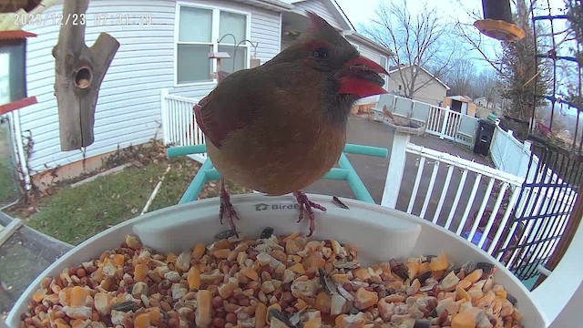 rødkardinal - ML647409159