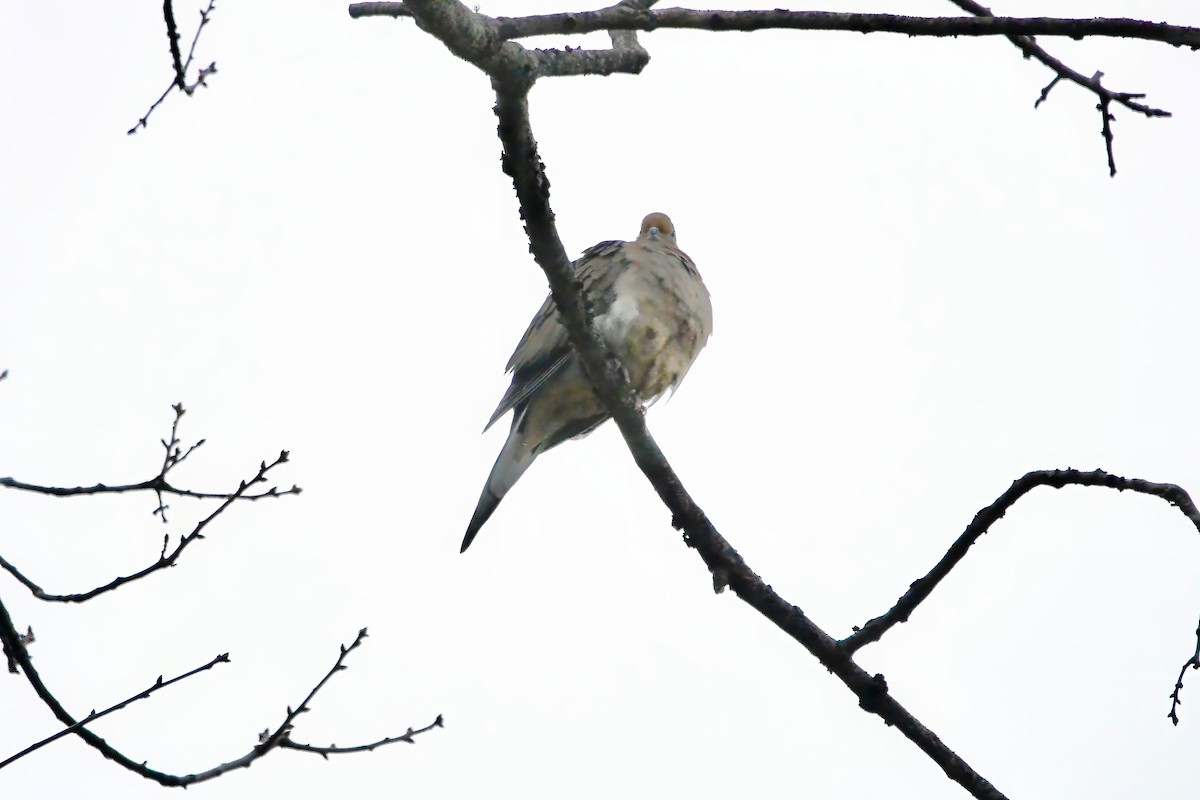 ナゲキバト - ML647409160