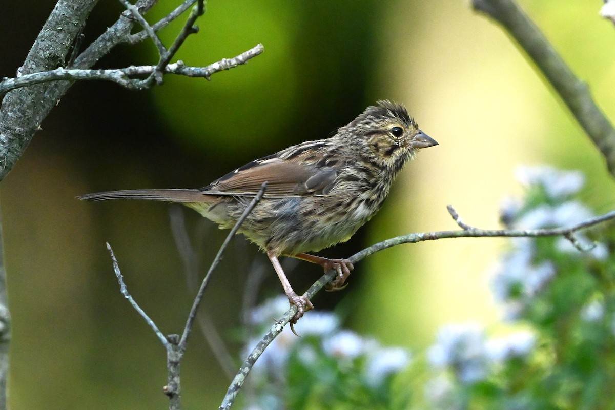 Song Sparrow - ML647409161