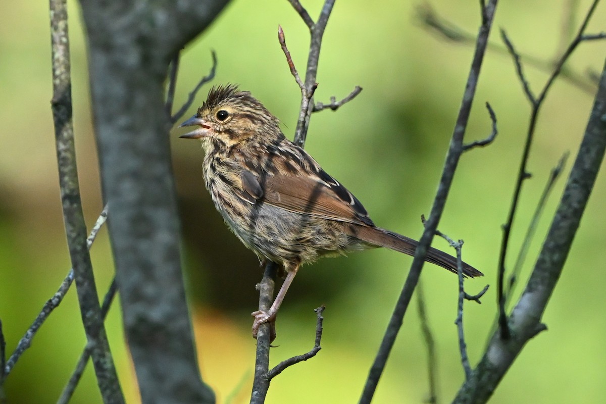Song Sparrow - ML647409163