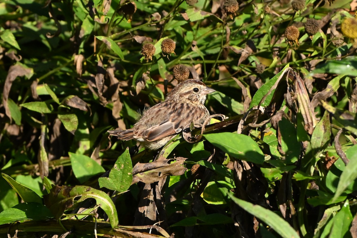 Song Sparrow - ML647409165