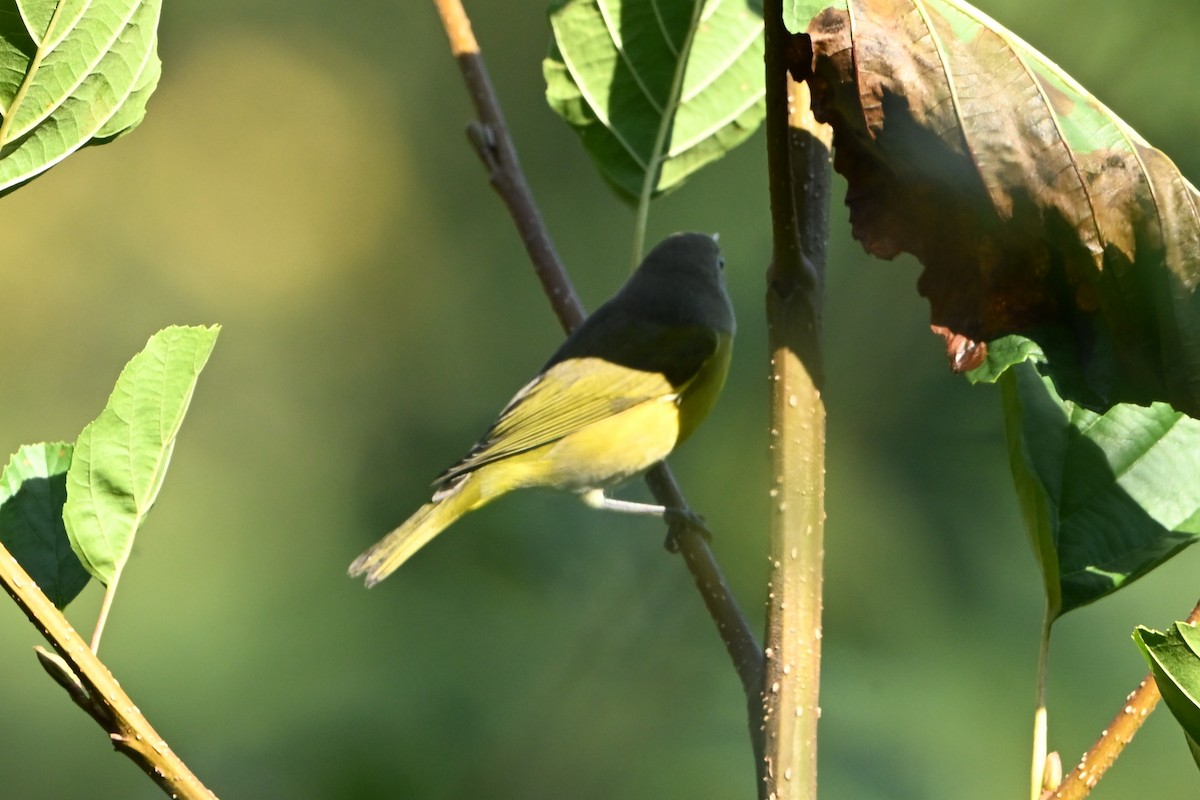 Nashville Warbler - ML647409169