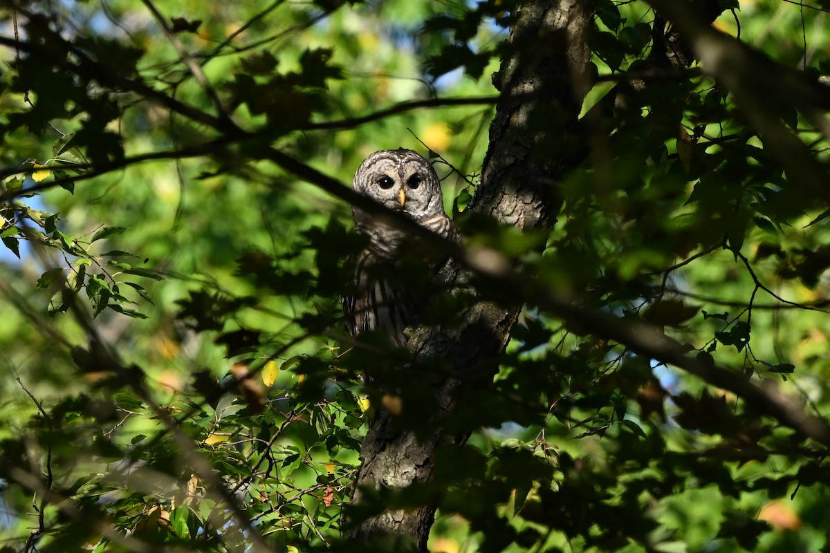 Barred Owl - ML647409174