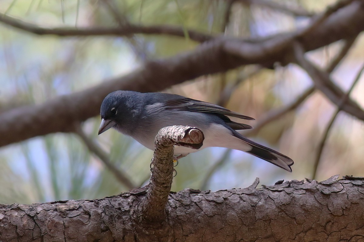 Gran-Canaria-Fink - ML647409177