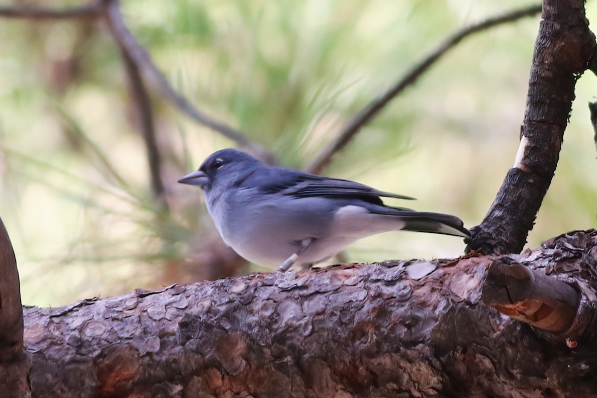 Gran-Canaria-Fink - ML647409180