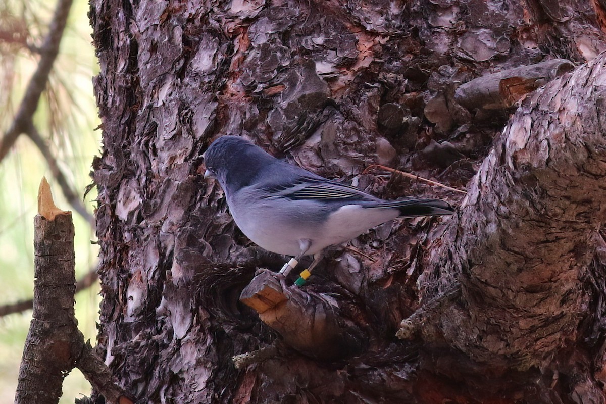 Gran-Canaria-Fink - ML647409181