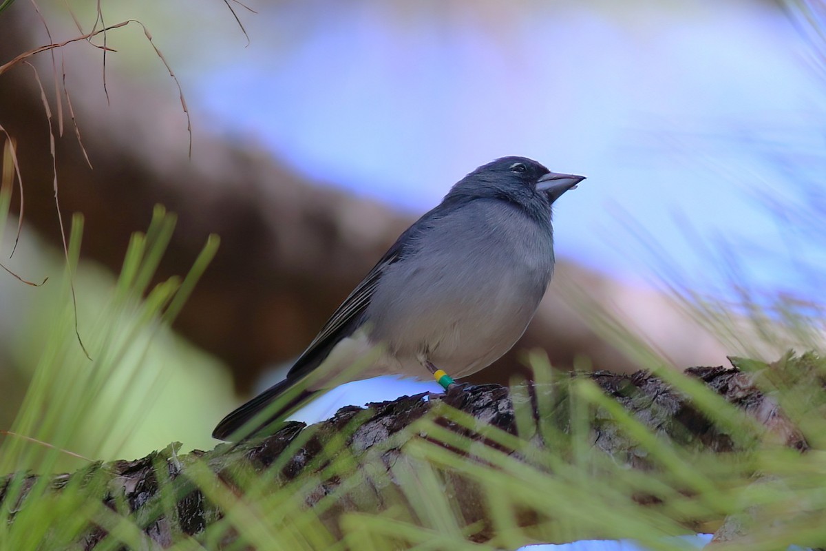 Gran-Canaria-Fink - ML647409182