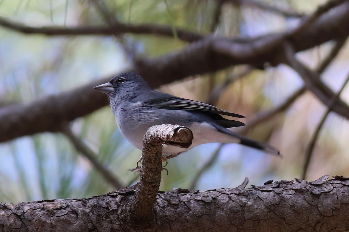 Gran-Canaria-Fink - ML647409183