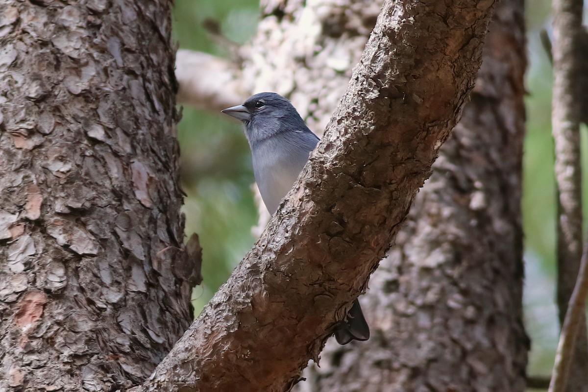 Gran-Canaria-Fink - ML647409184