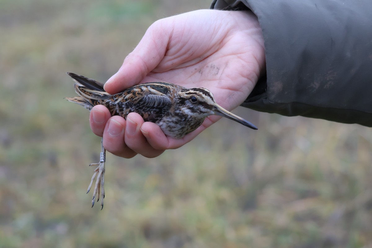 Agachadiza Chica - ML647409209