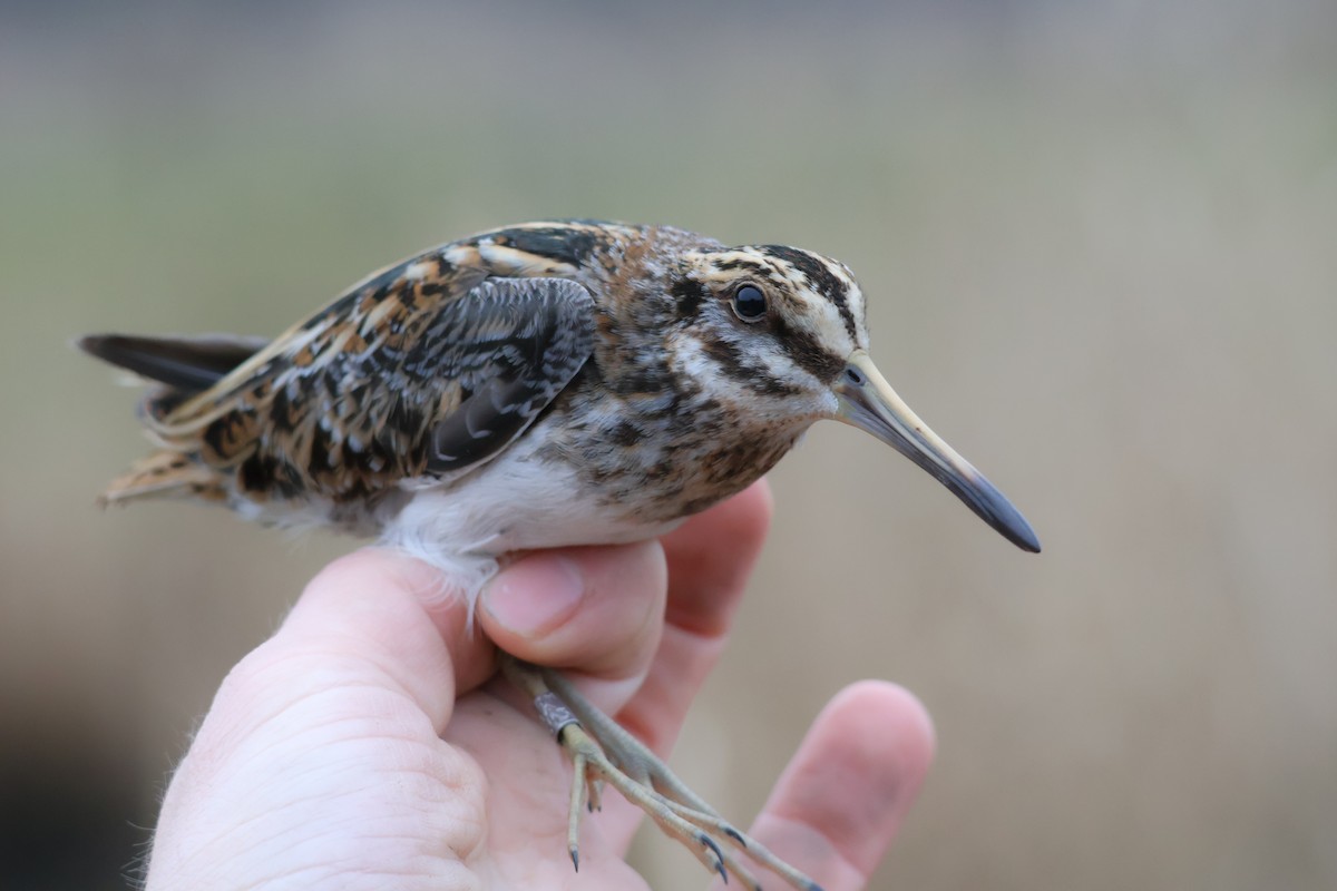 Agachadiza Chica - ML647409210