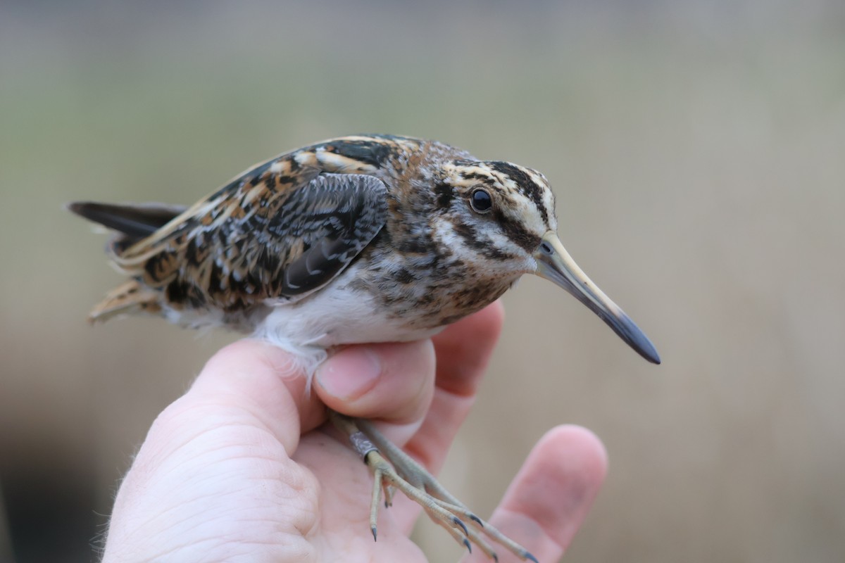 Agachadiza Chica - ML647409211