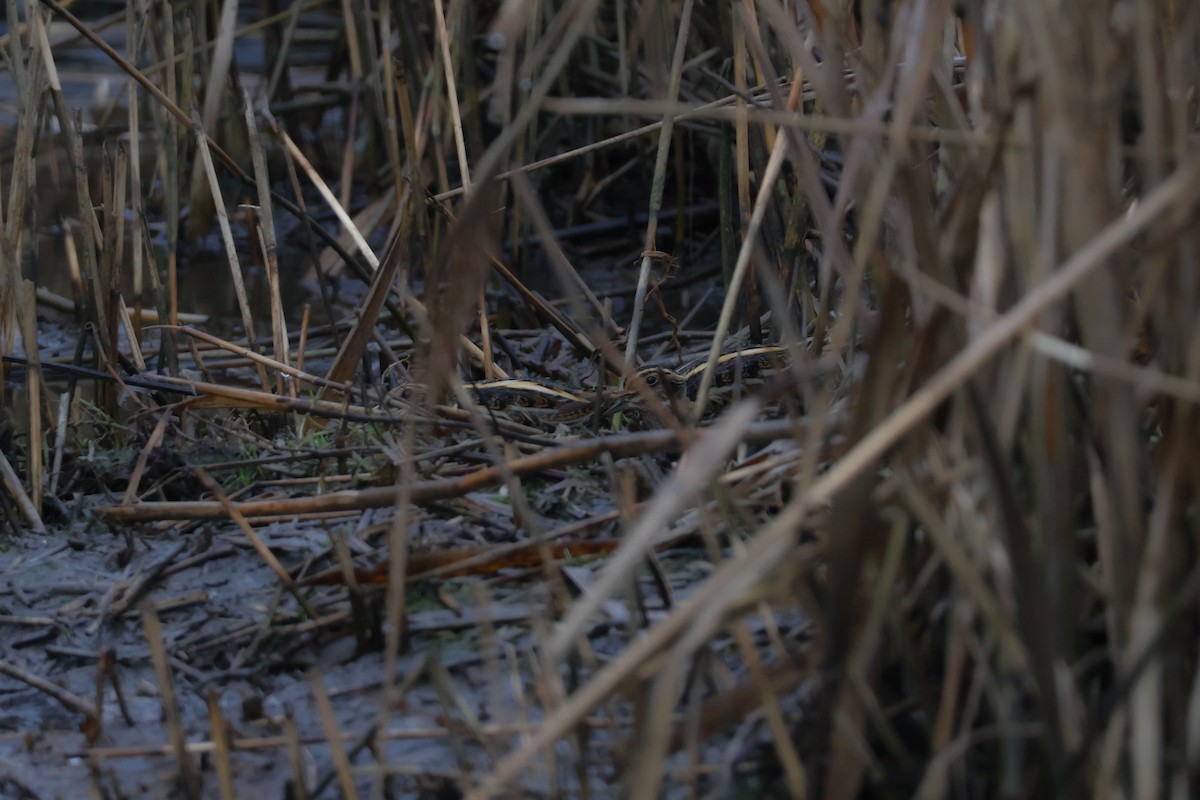 Agachadiza Chica - ML647409212