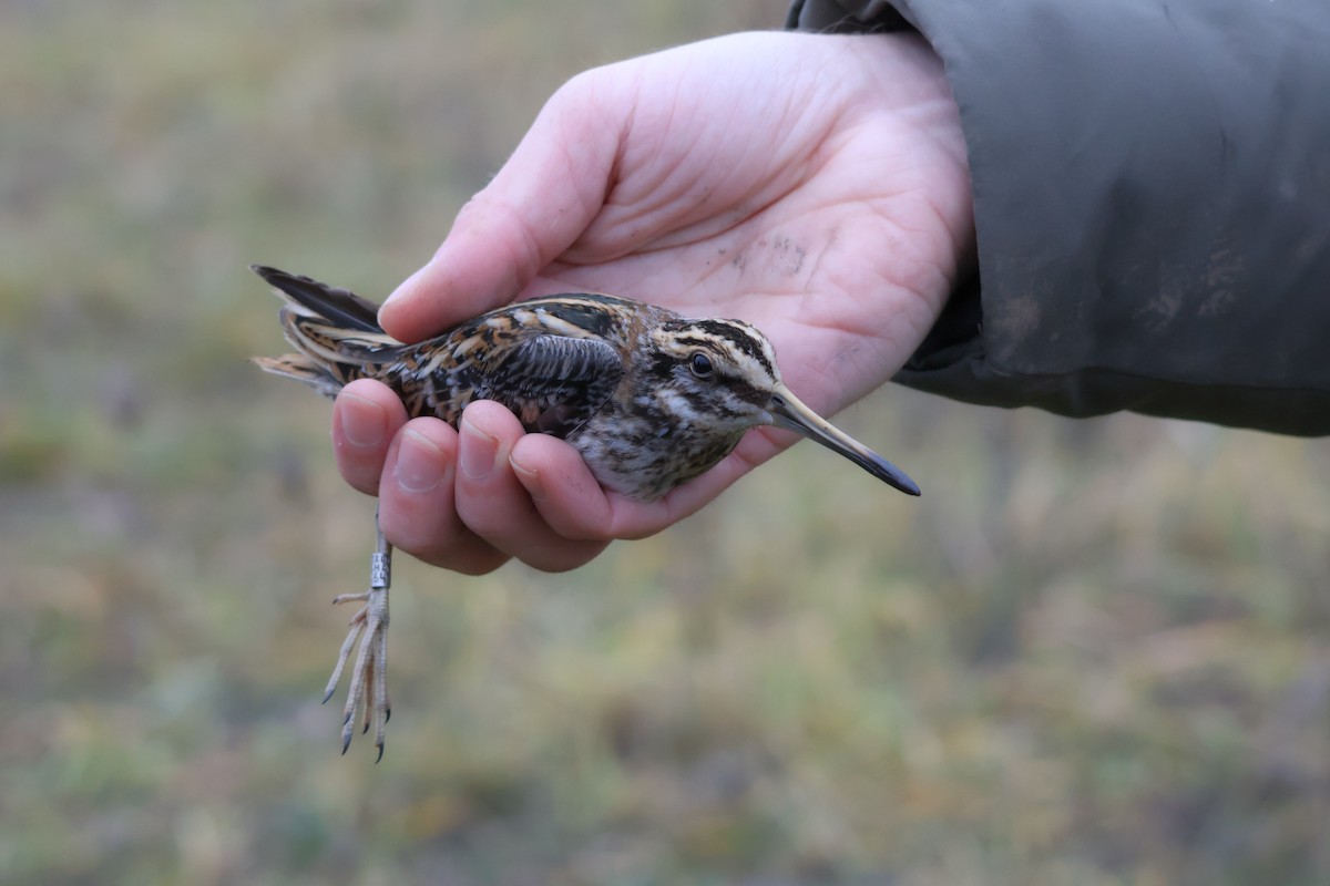 Agachadiza Chica - ML647409213