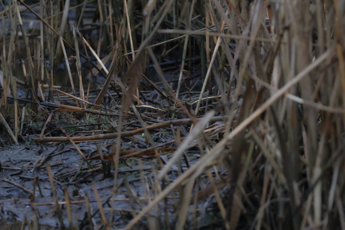 Agachadiza Chica - ML647409215