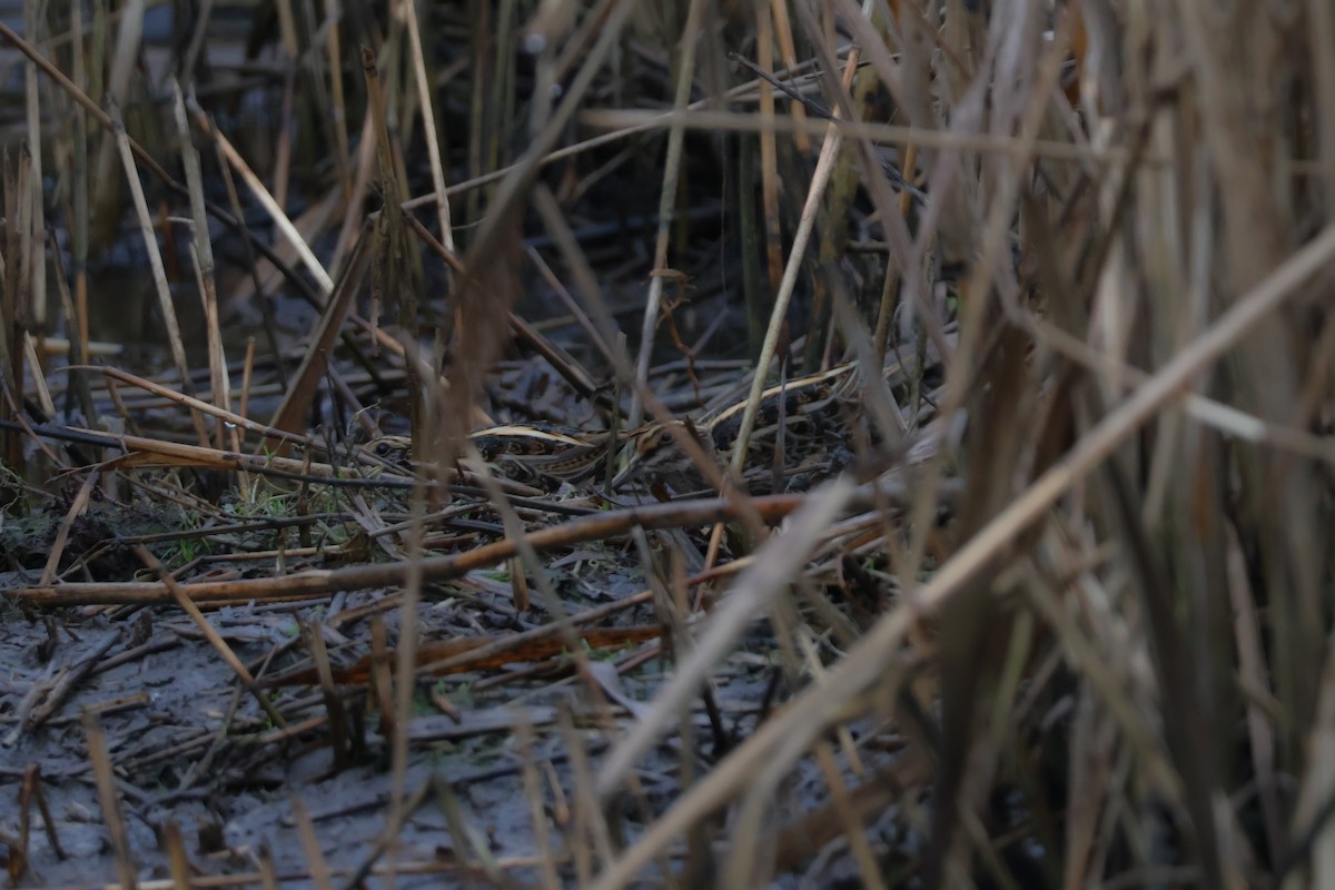 Agachadiza Chica - ML647409216