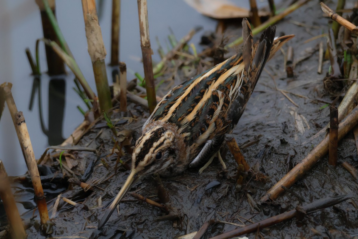 Agachadiza Chica - ML647409217