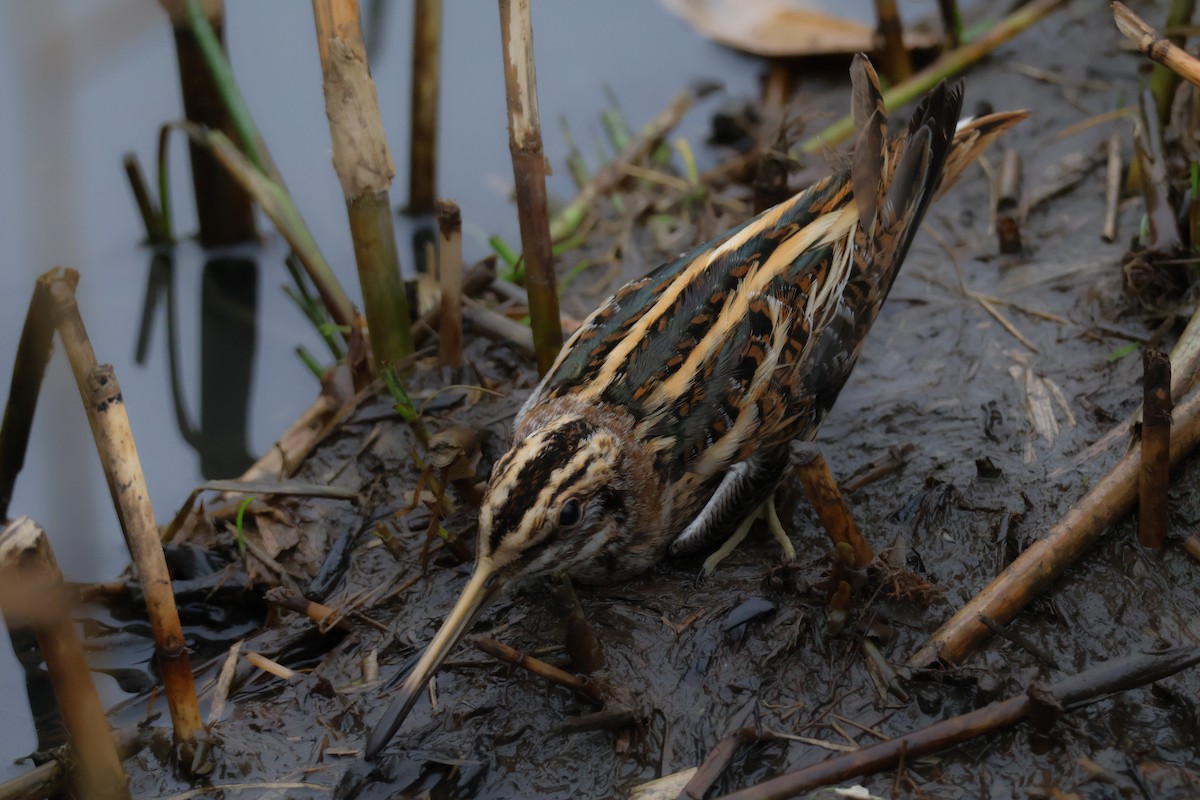 Agachadiza Chica - ML647409218