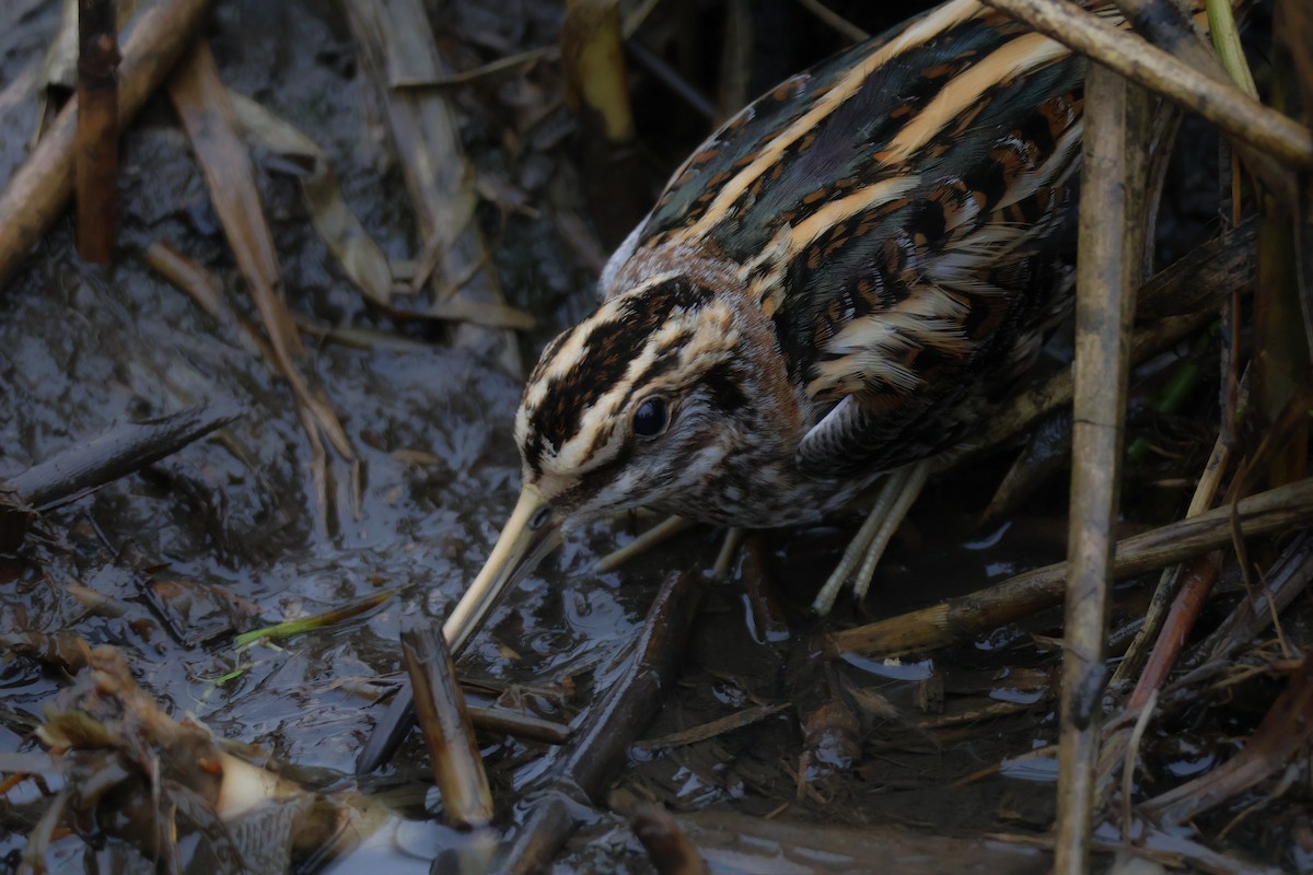 Agachadiza Chica - ML647409224