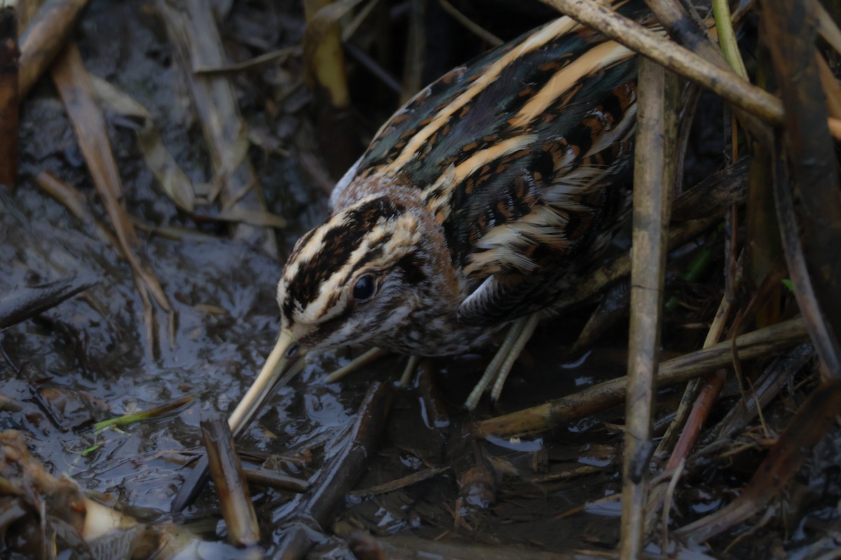 Agachadiza Chica - ML647409232