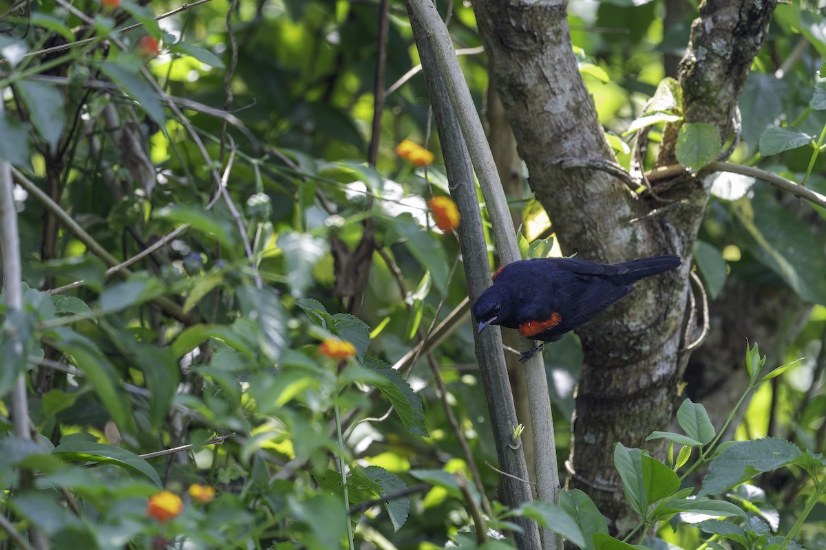 Al Omuzlu Tırtılyiyen - ML647409237