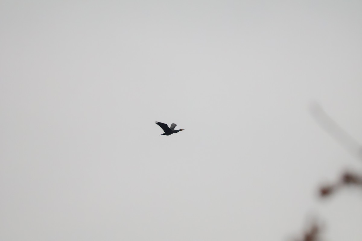 storskarv - ML647409246