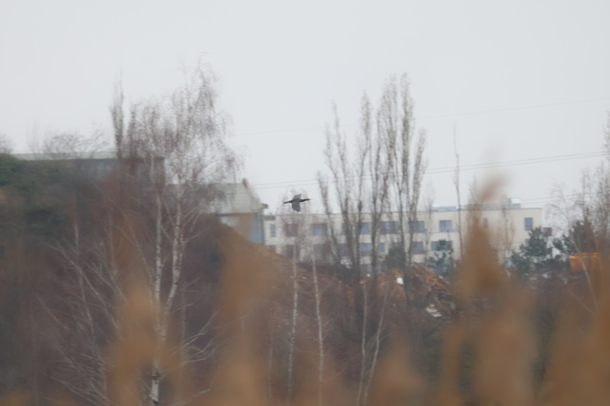 storskarv - ML647409248