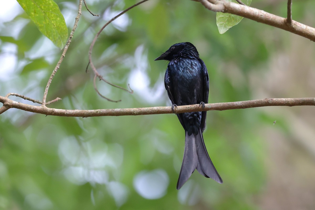 Bronzed Drongo - ML647409252