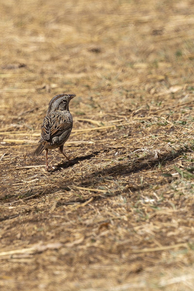 Lincoln's Sparrow - ML647409270