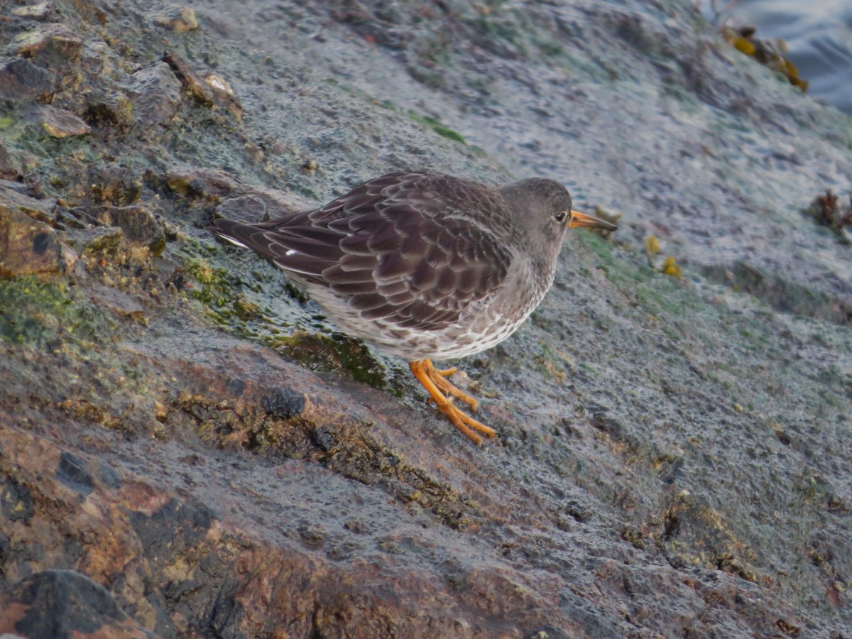 Purple Sandpiper - ML647409282
