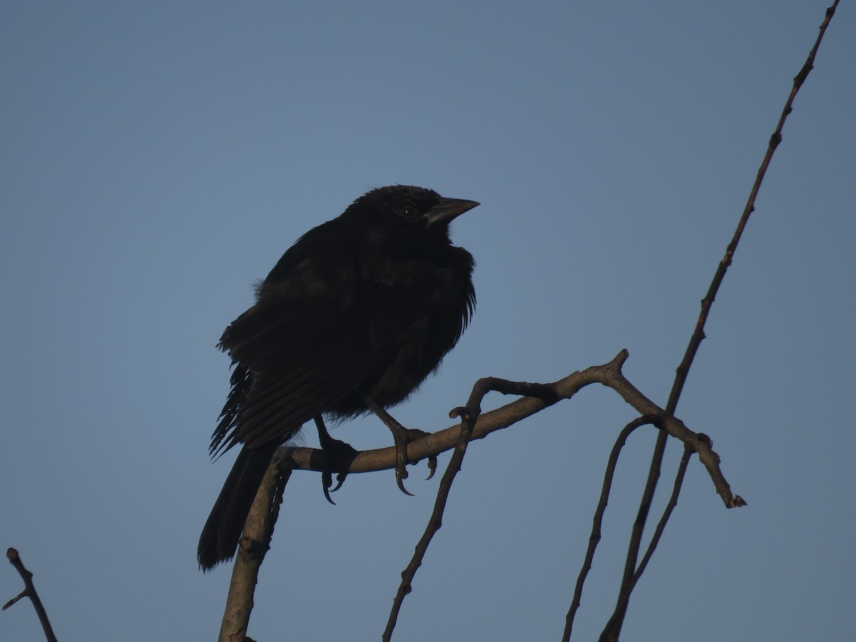 Austral Blackbird - ML647409283