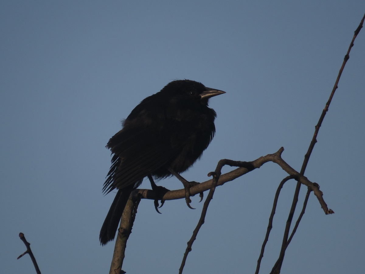 Austral Blackbird - ML647409284