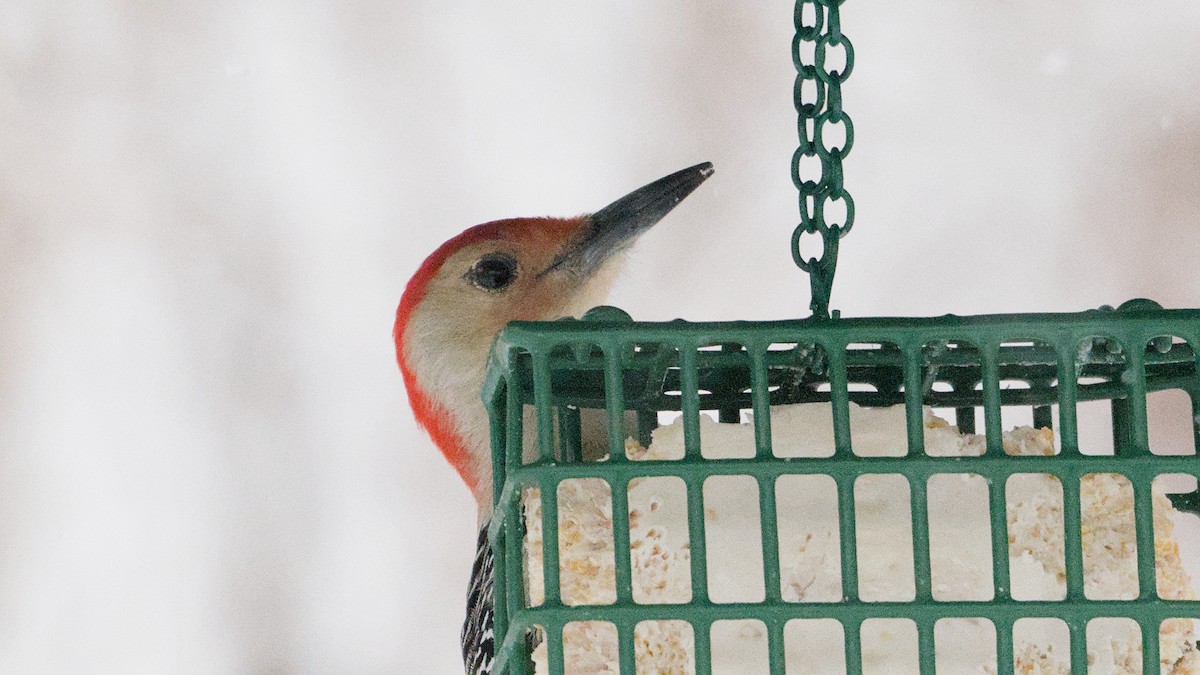 Red-bellied Woodpecker - ML647409287