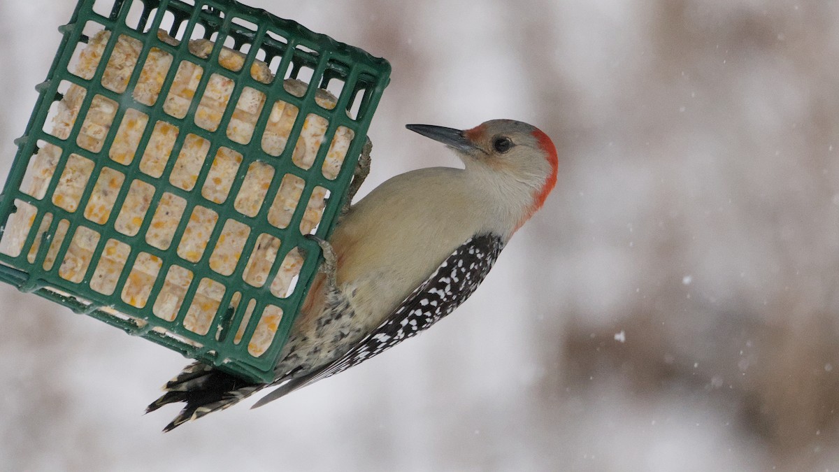 Red-bellied Woodpecker - ML647409288