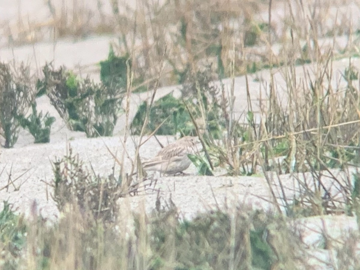 Mediterranean/Turkestan Short-toed Lark - ML647409299