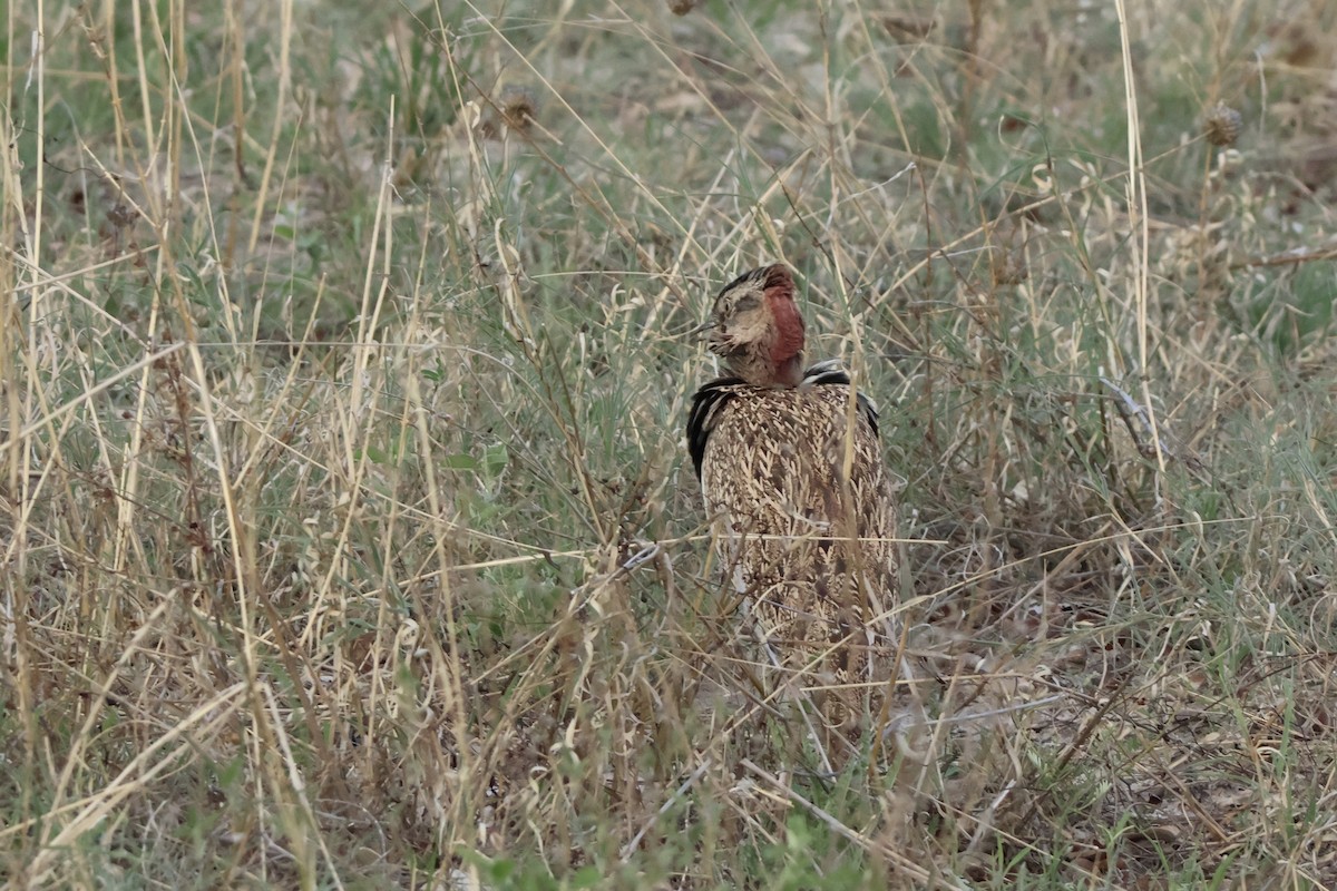 Дрохва рудочуба - ML647409308