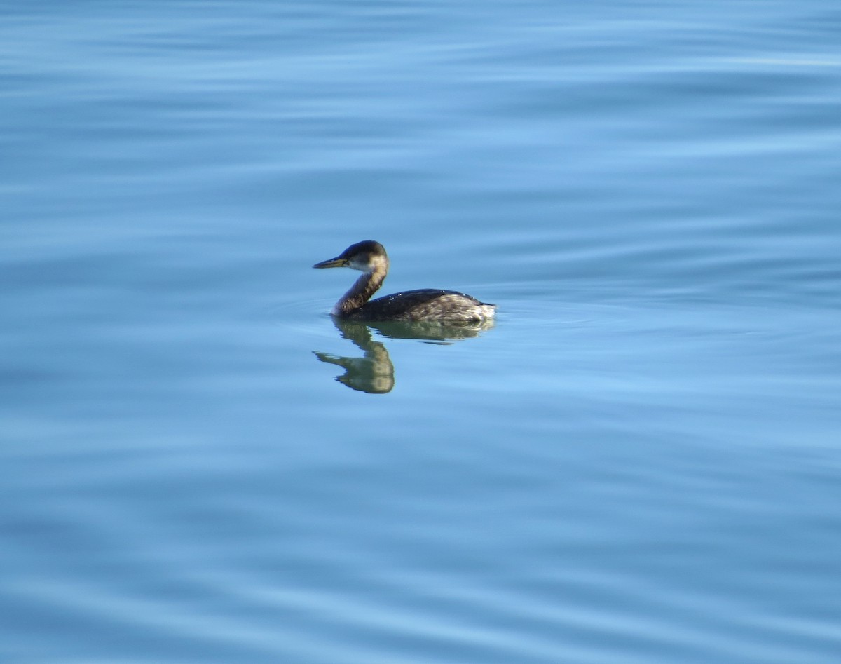 Red-necked Grebe - ML647409320