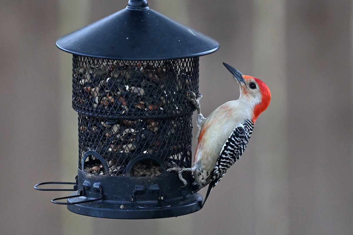 Red-bellied Woodpecker - ML647409322