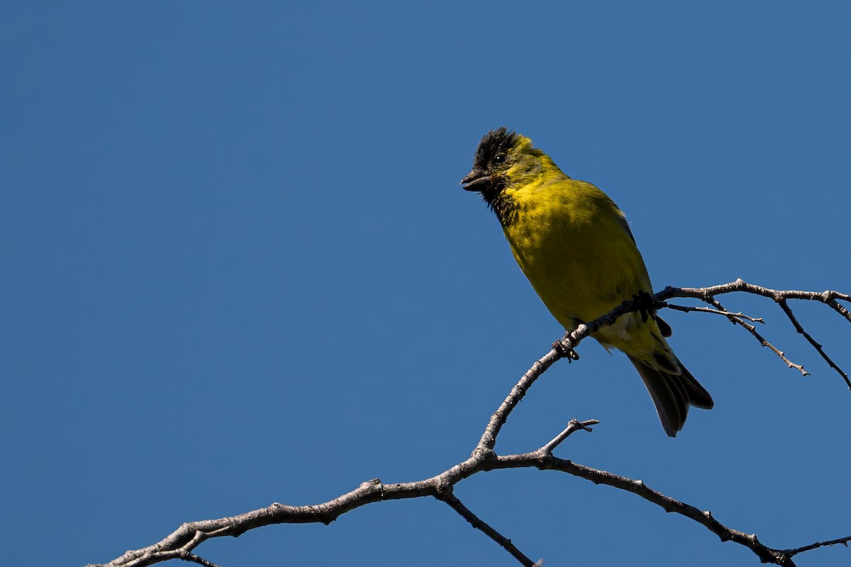 Black-chinned Siskin - ML647409324