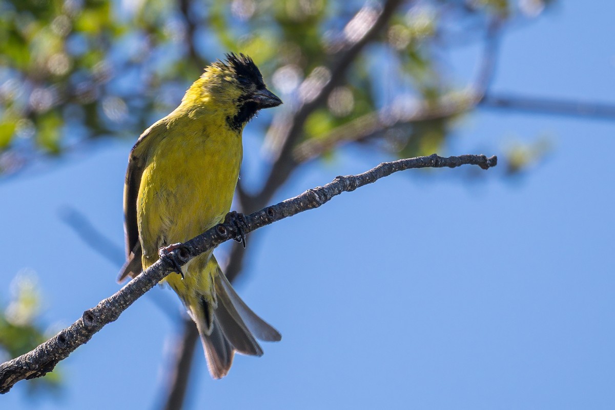 Black-chinned Siskin - ML647409325
