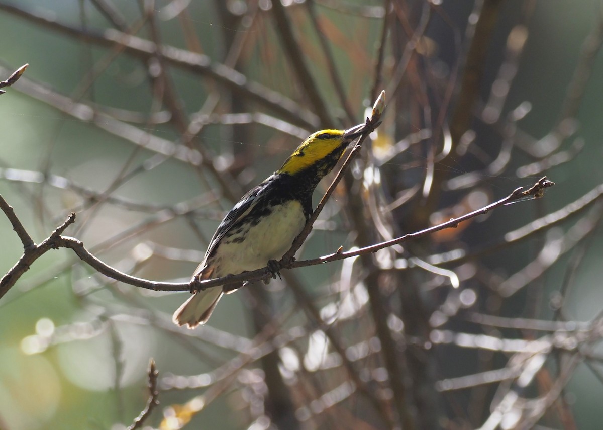 Golden-cheeked Warbler - ML647409333