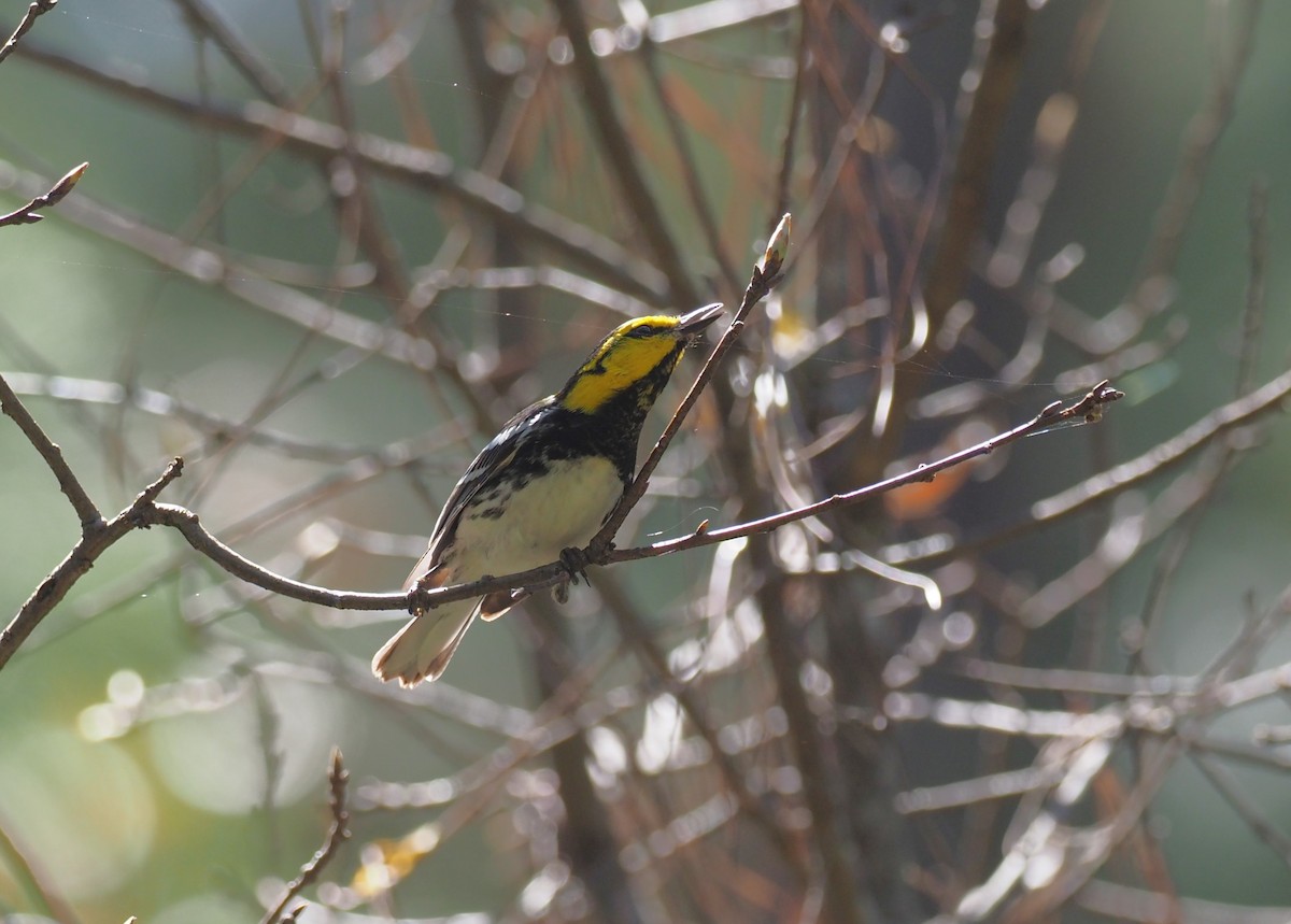 Golden-cheeked Warbler - ML647409334