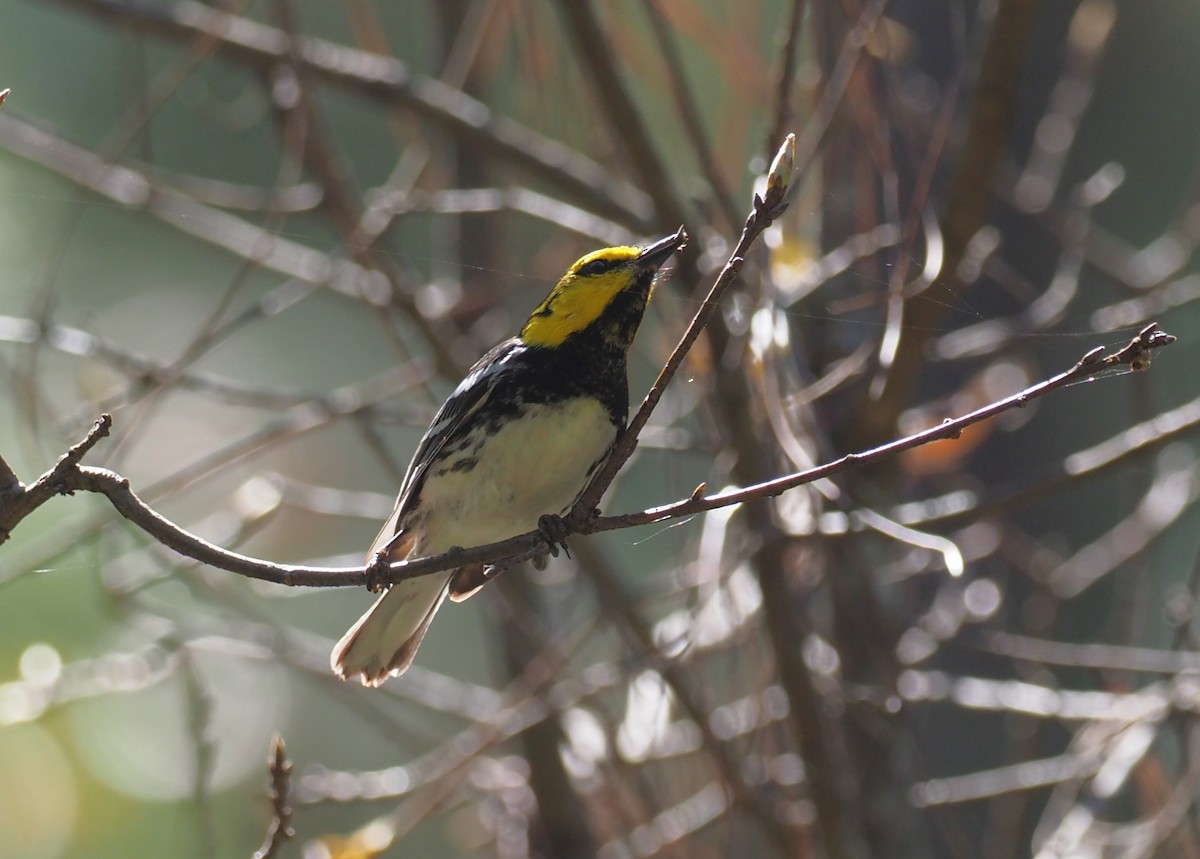 Golden-cheeked Warbler - ML647409335